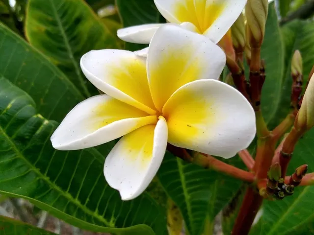 Palma Sola Botanical Park