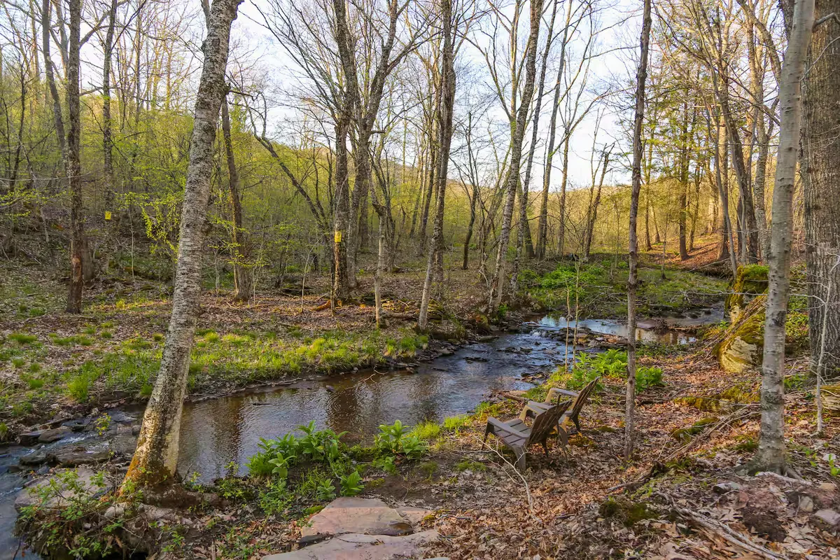 Wander Catskills Woods #47