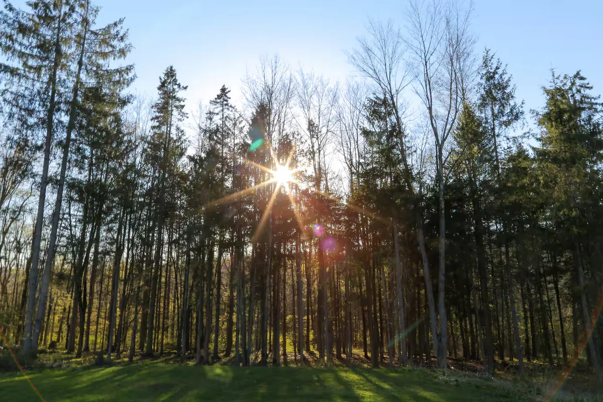 Wander Catskills Woods #49