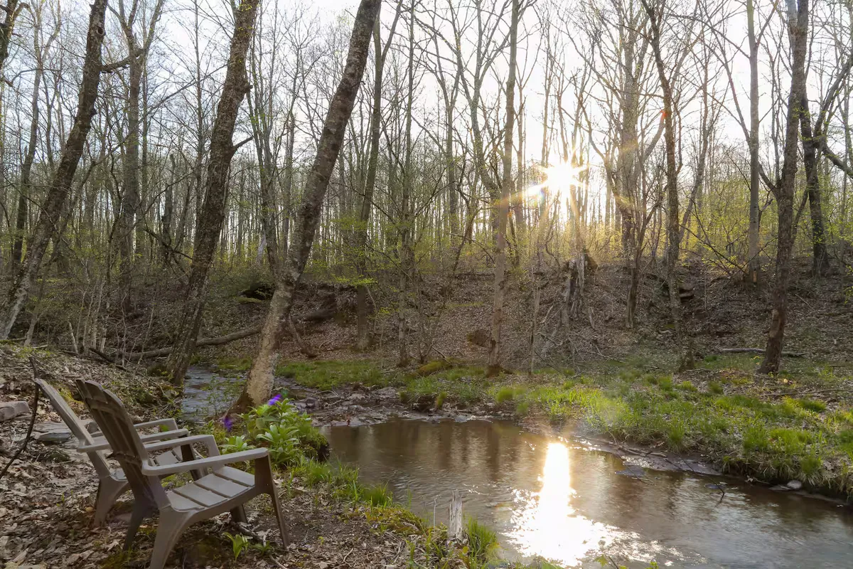 Wander Catskills Woods #32