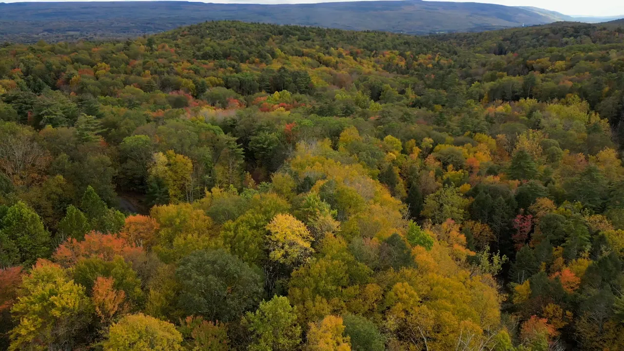 Wander Catskills Woods tour video