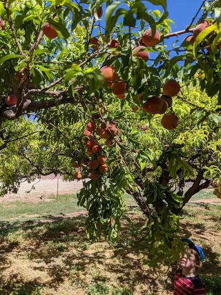 Hurricane Cherries and peaches
