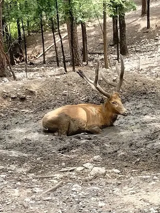Beavers Bend Safari Park