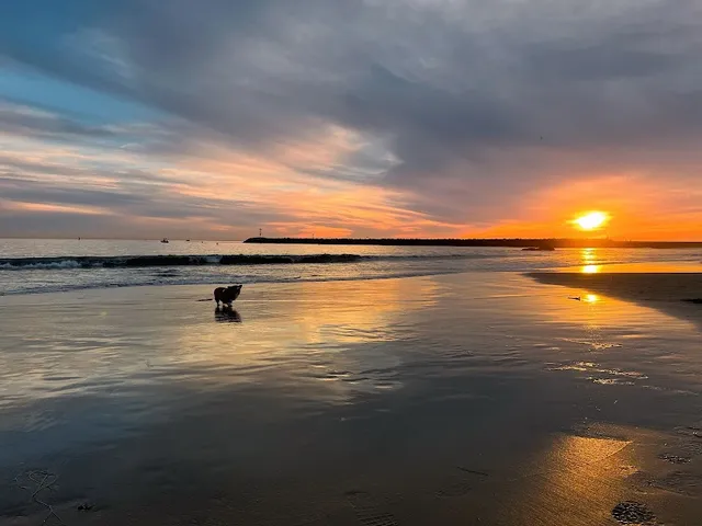 Dog Beach