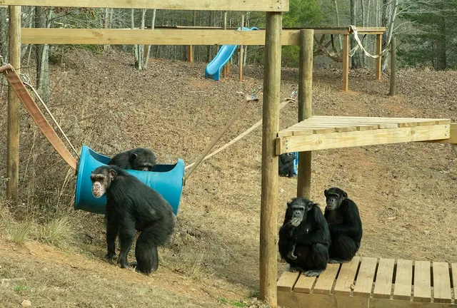 Project Chimps