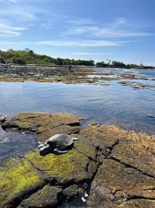 Turtle Site of Kaloko-Honokohau National Historical Park