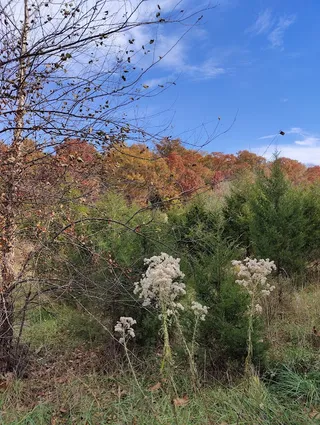 The Aspen spur hiking trail