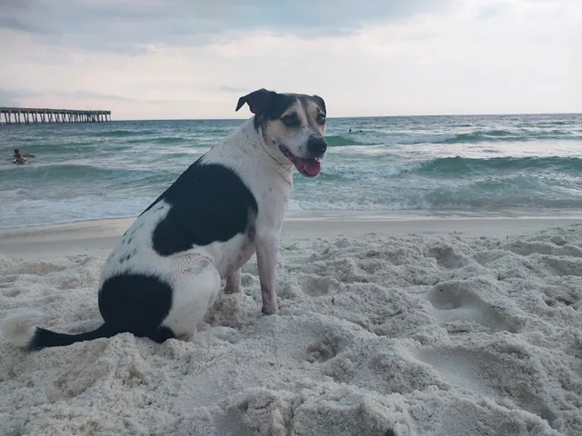 Dog Beach at Pier Park Panama City Beach