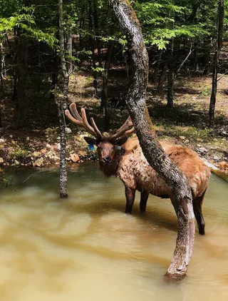 Beavers Bend Safari Park