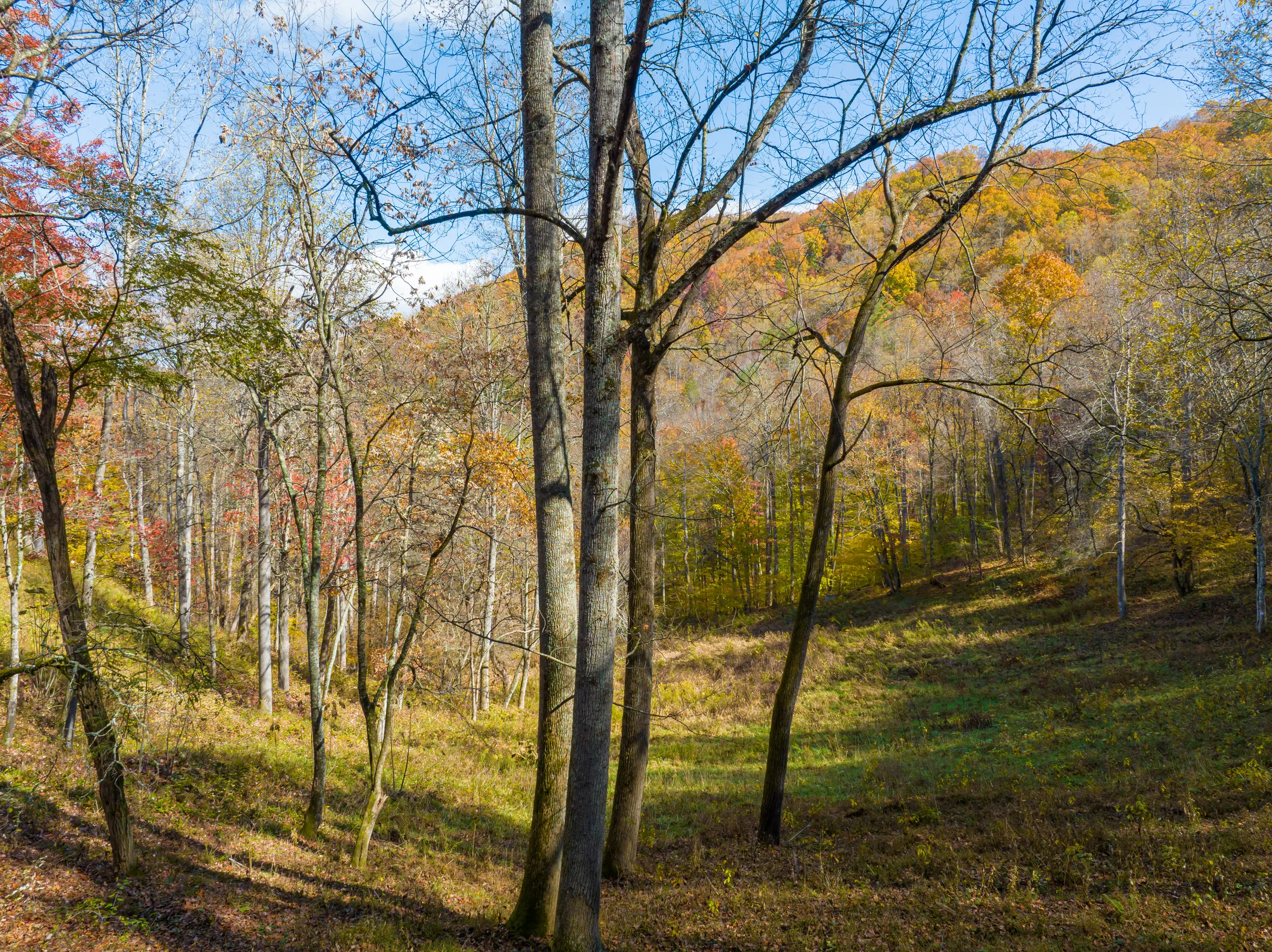 Wander Asheville Wilkie #84
