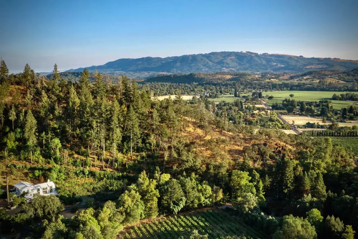 Wander Kenwood Forest  #5