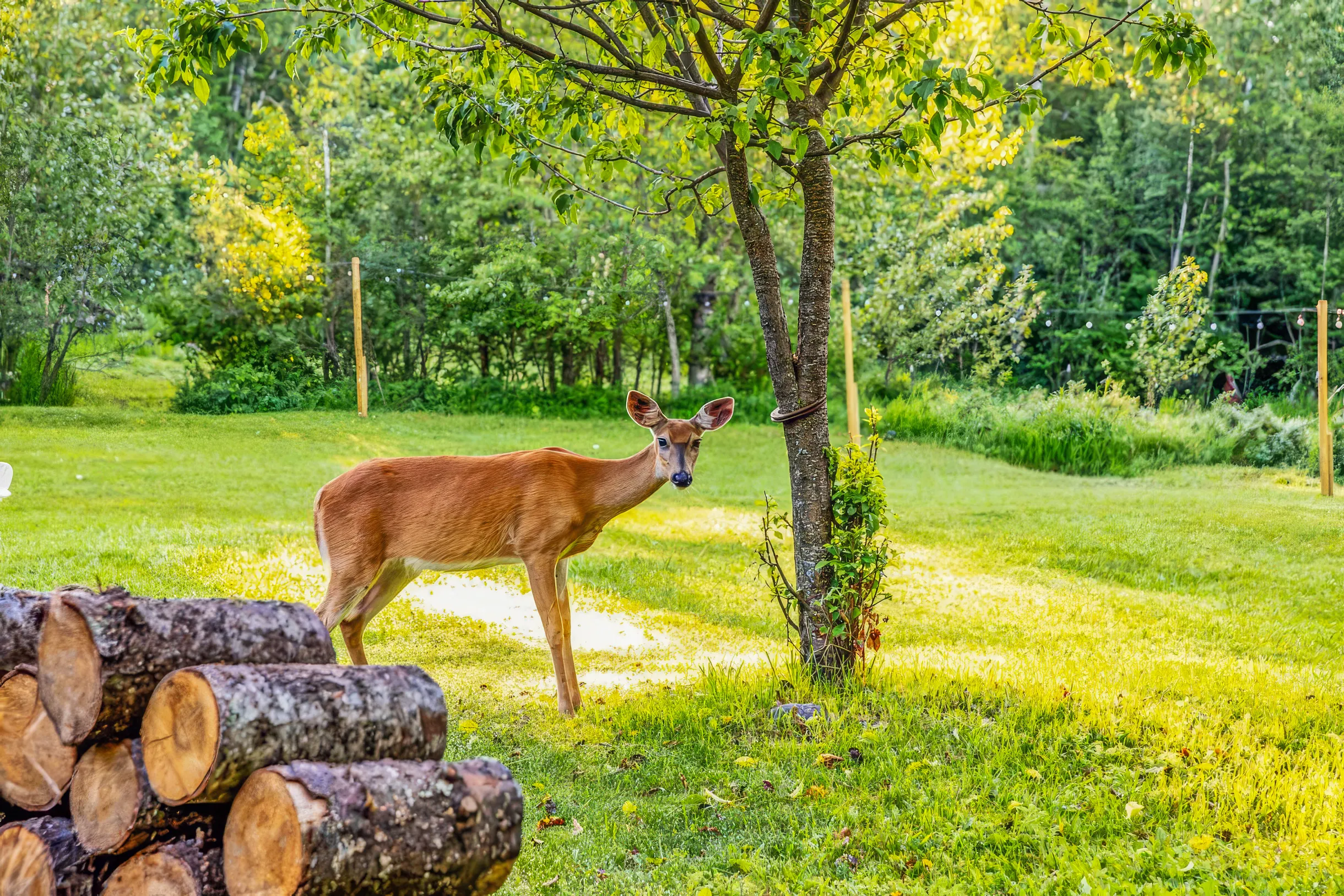 Wander Whitefish Timber #47