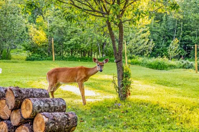 Wander Whitefish Timber