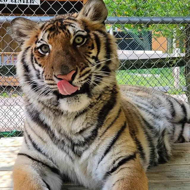 York's Wild Kingdom