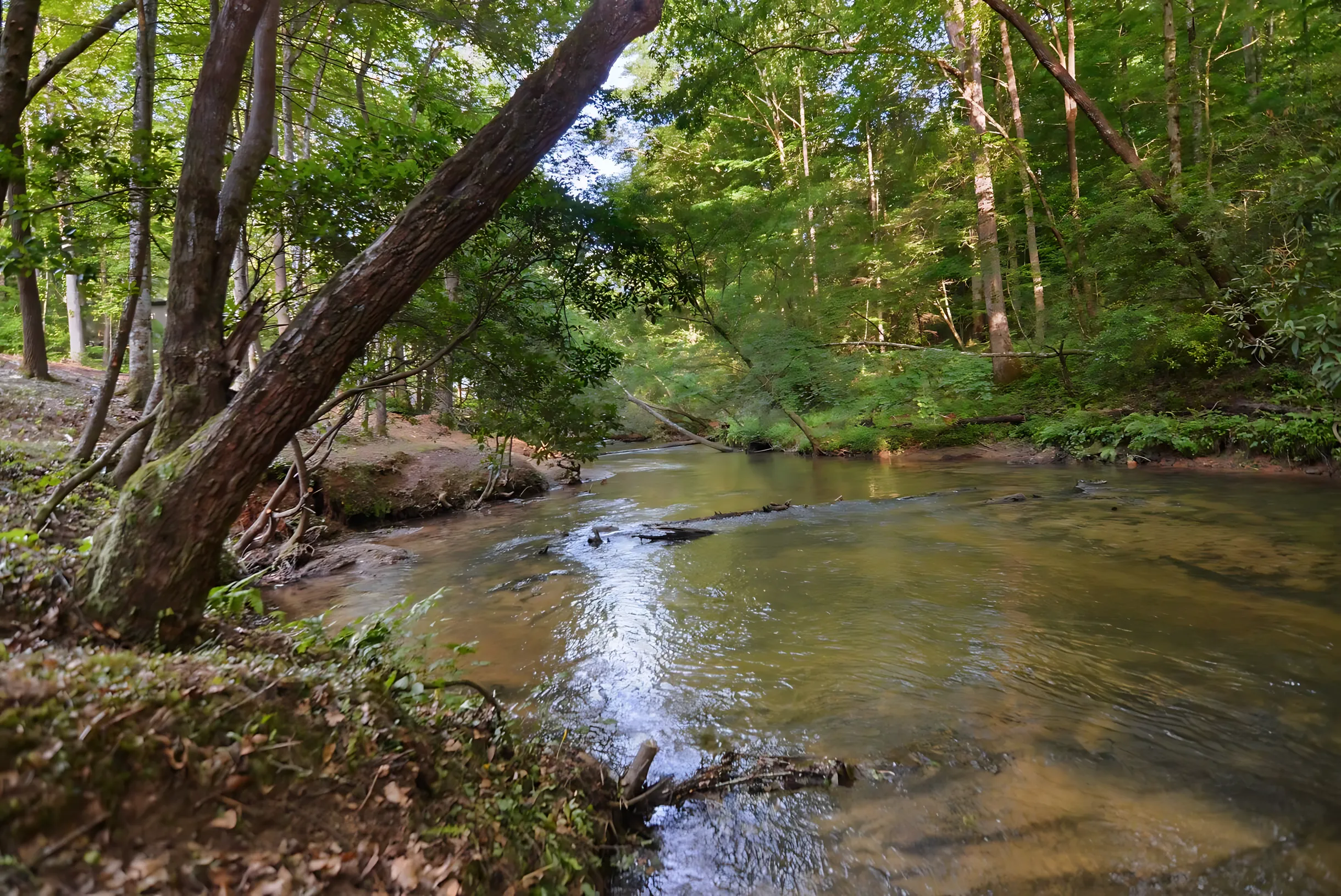 Wander Blue Ridge Creek #52