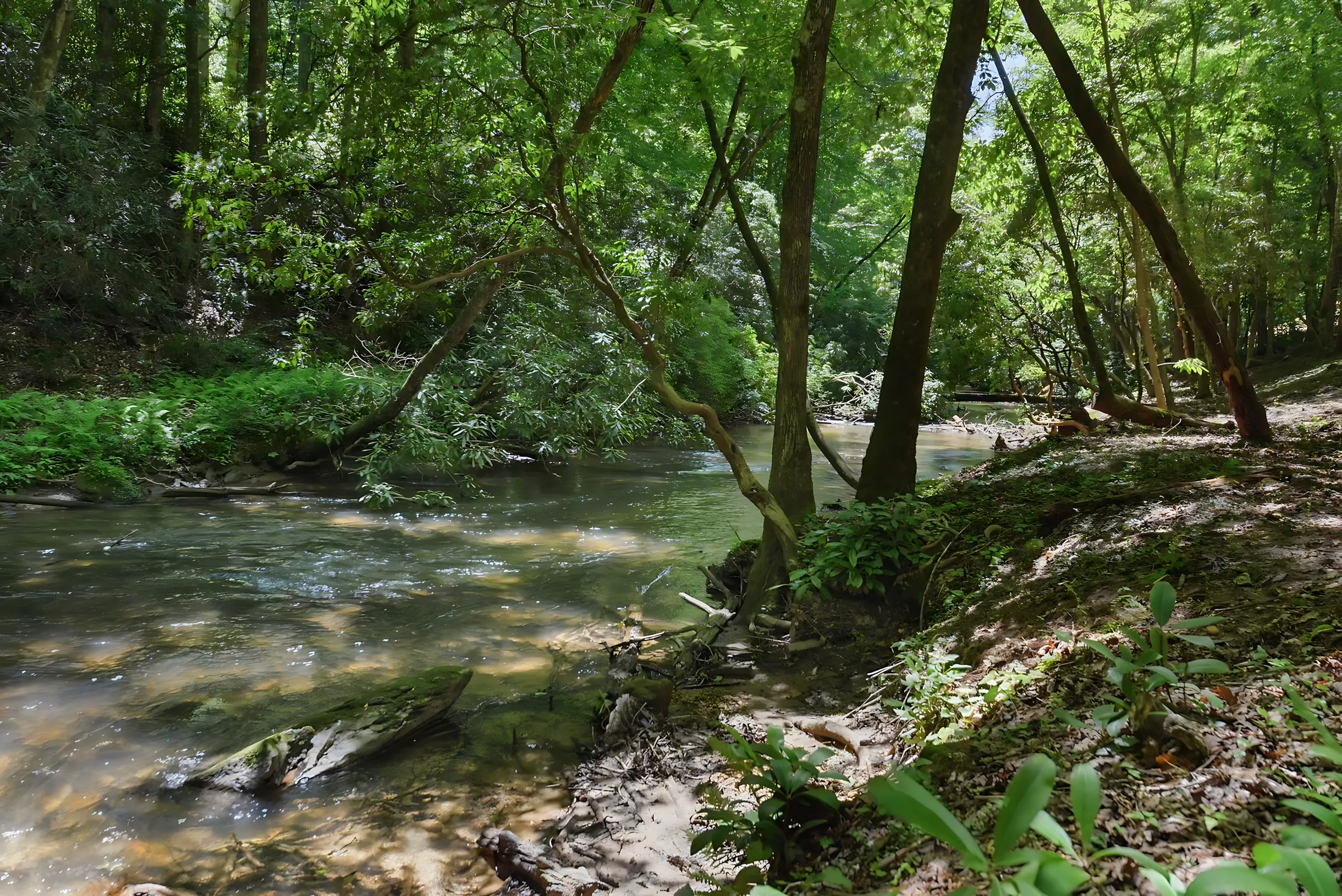 Wander Blue Ridge Hollow #38