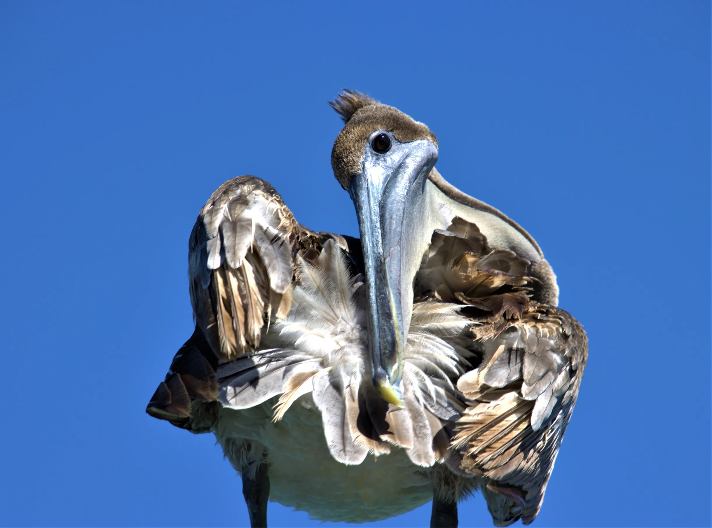 Wander Marco Island Villa #83