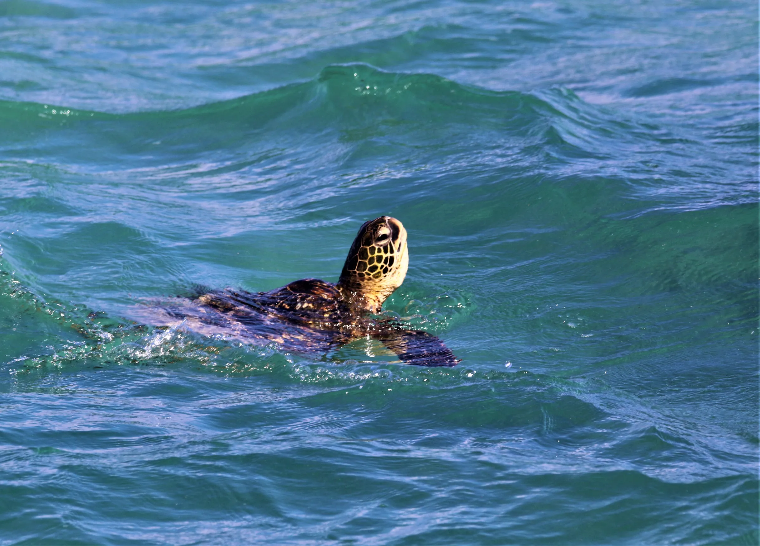 Wander Marco Island Villa #82