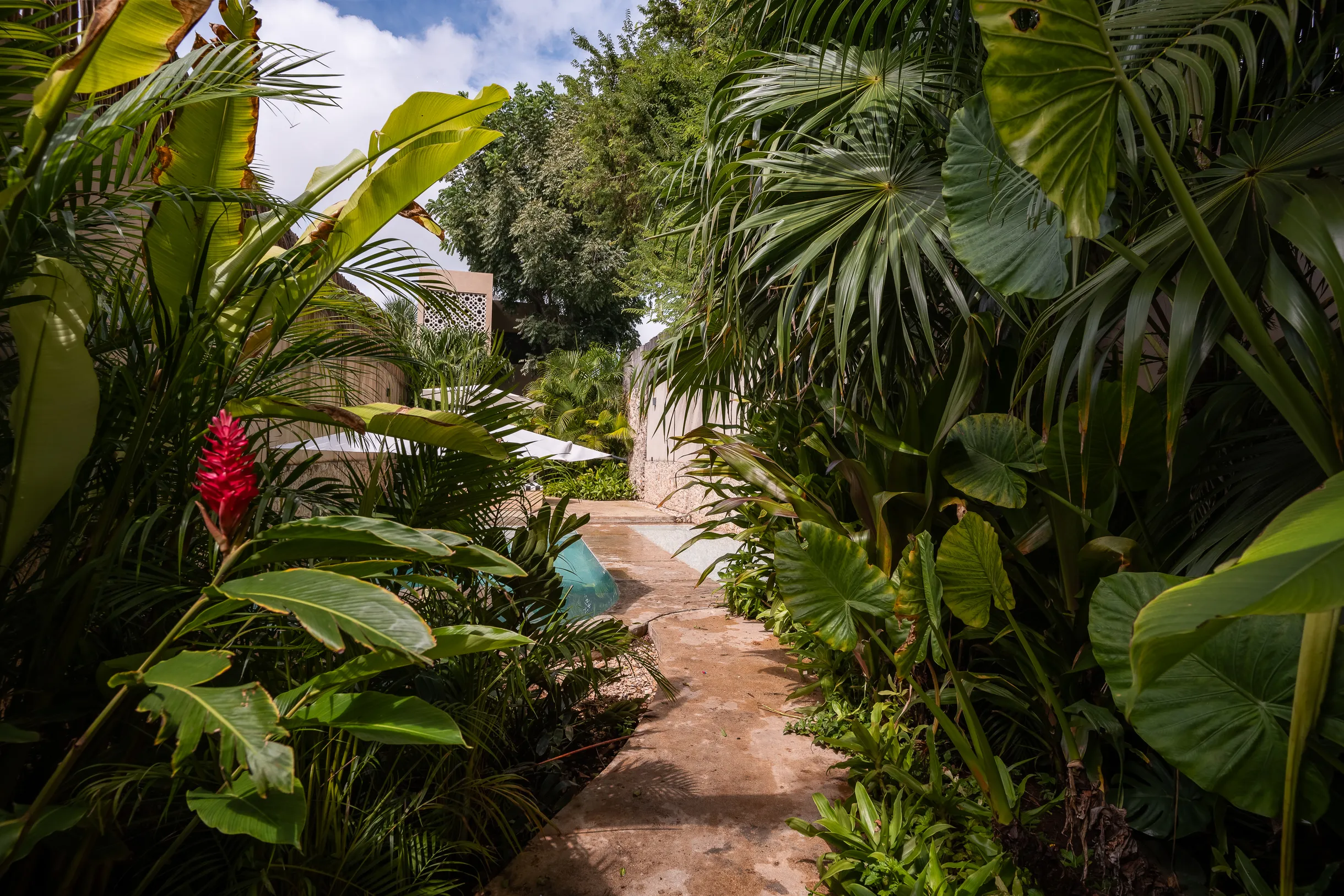 Wander Merida Grove #17