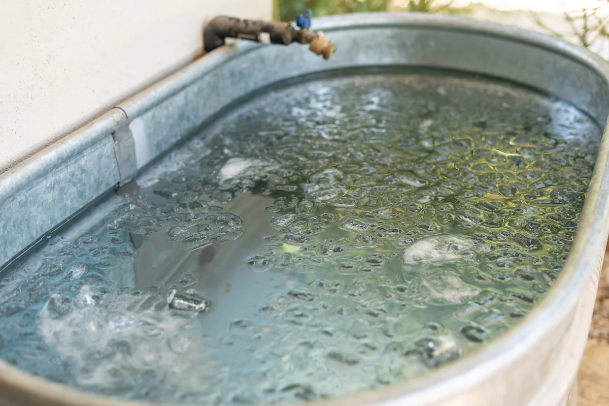 Wander Phoenix Oasis #59