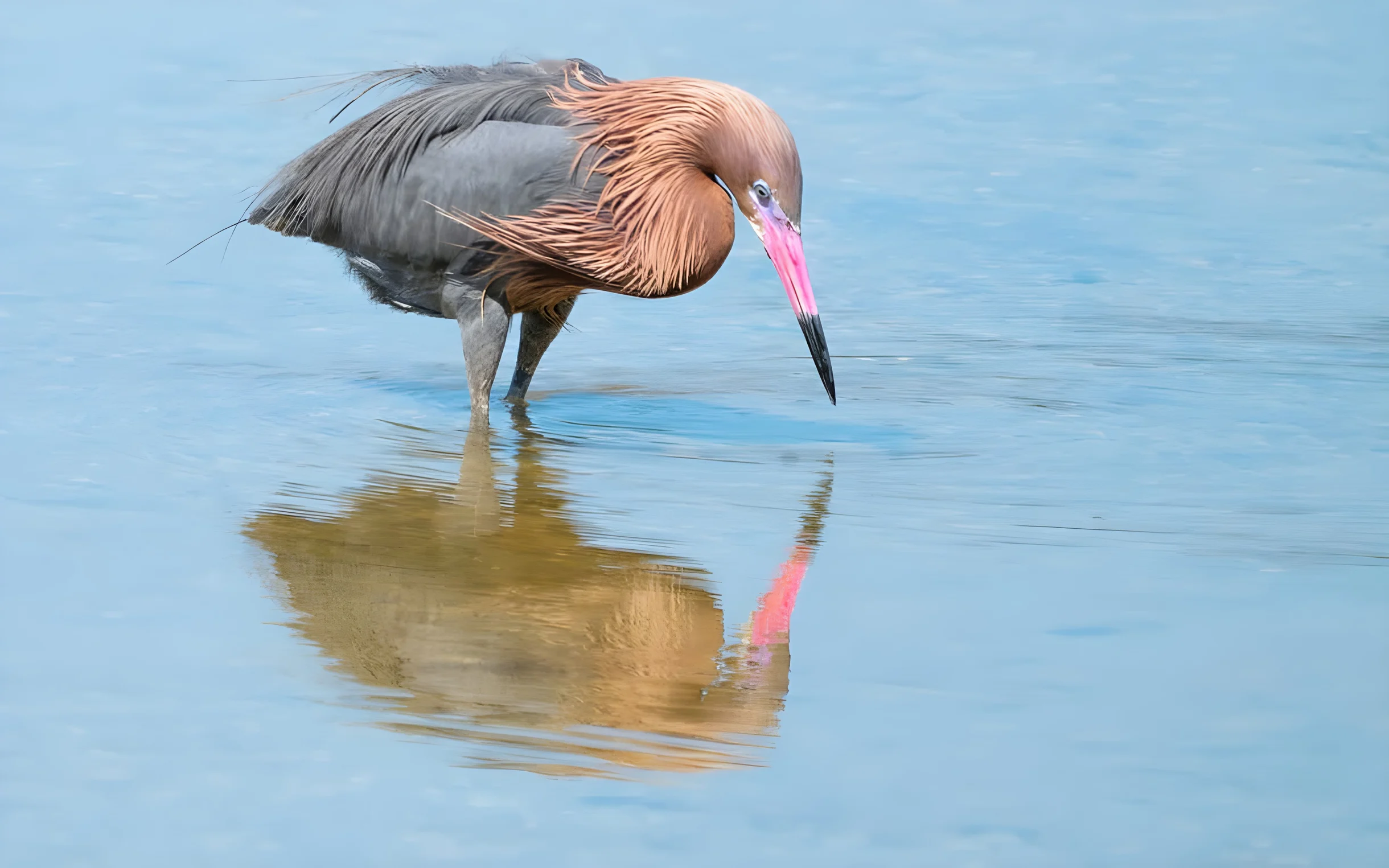 Wander Sanibel Views #13