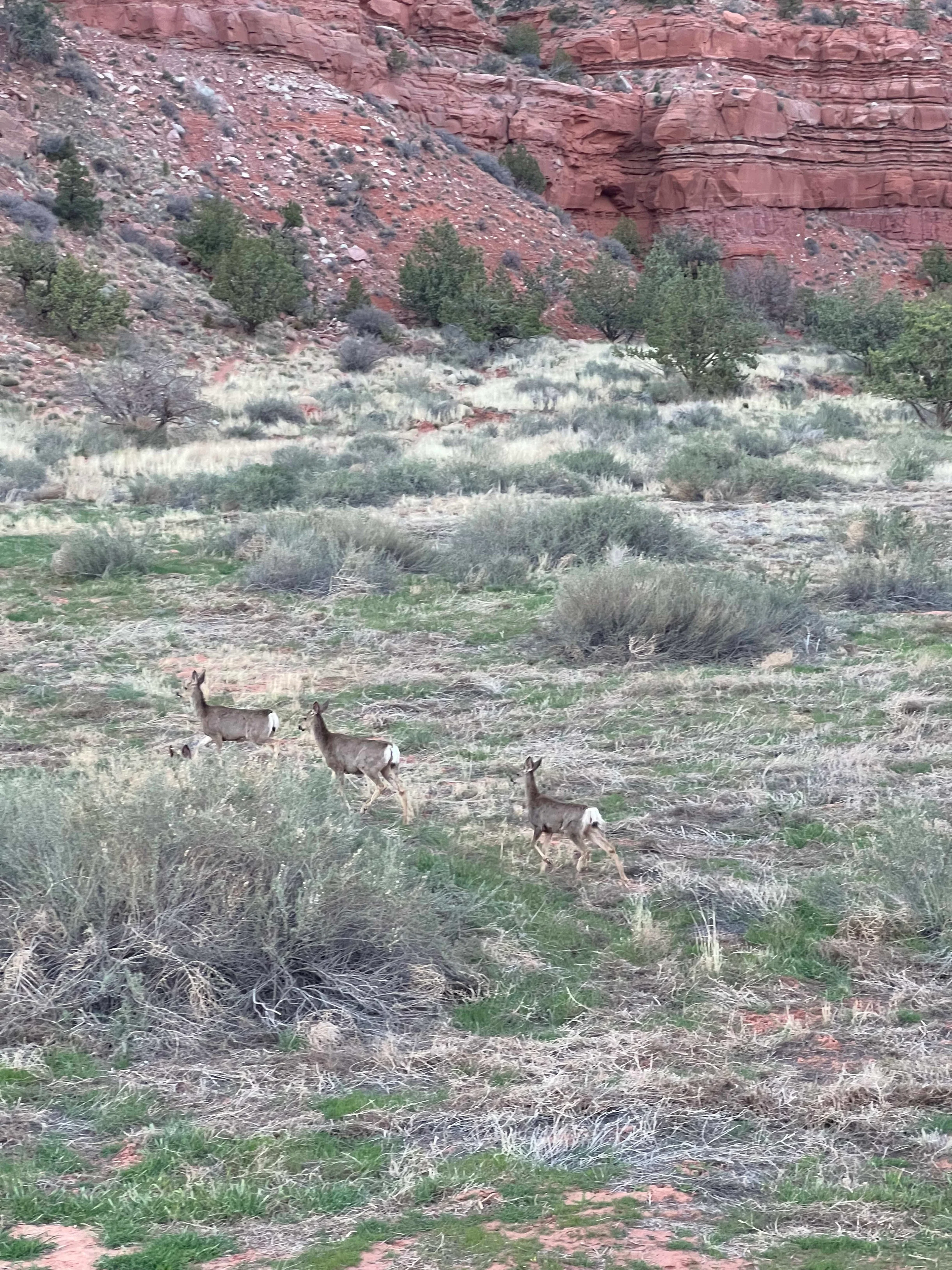 Wander Kanab Sandstone #49