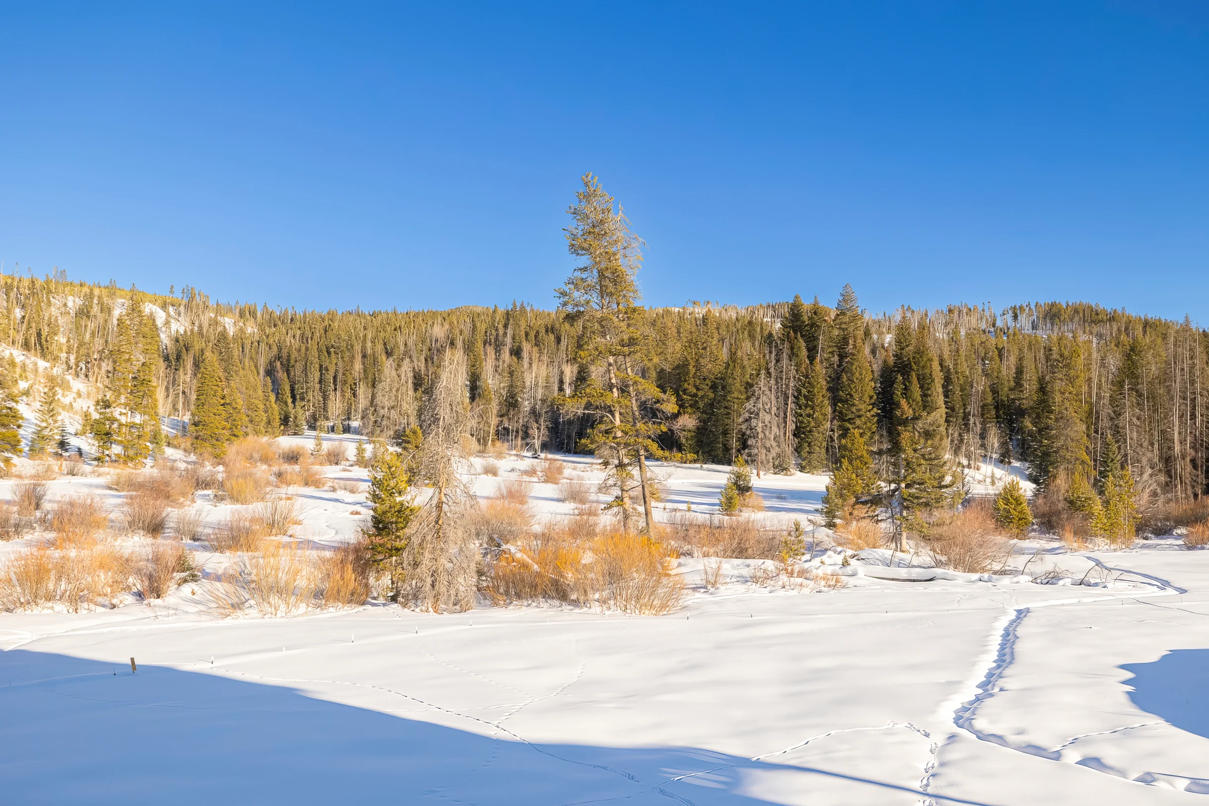 Wander Winter Park Glacier #44