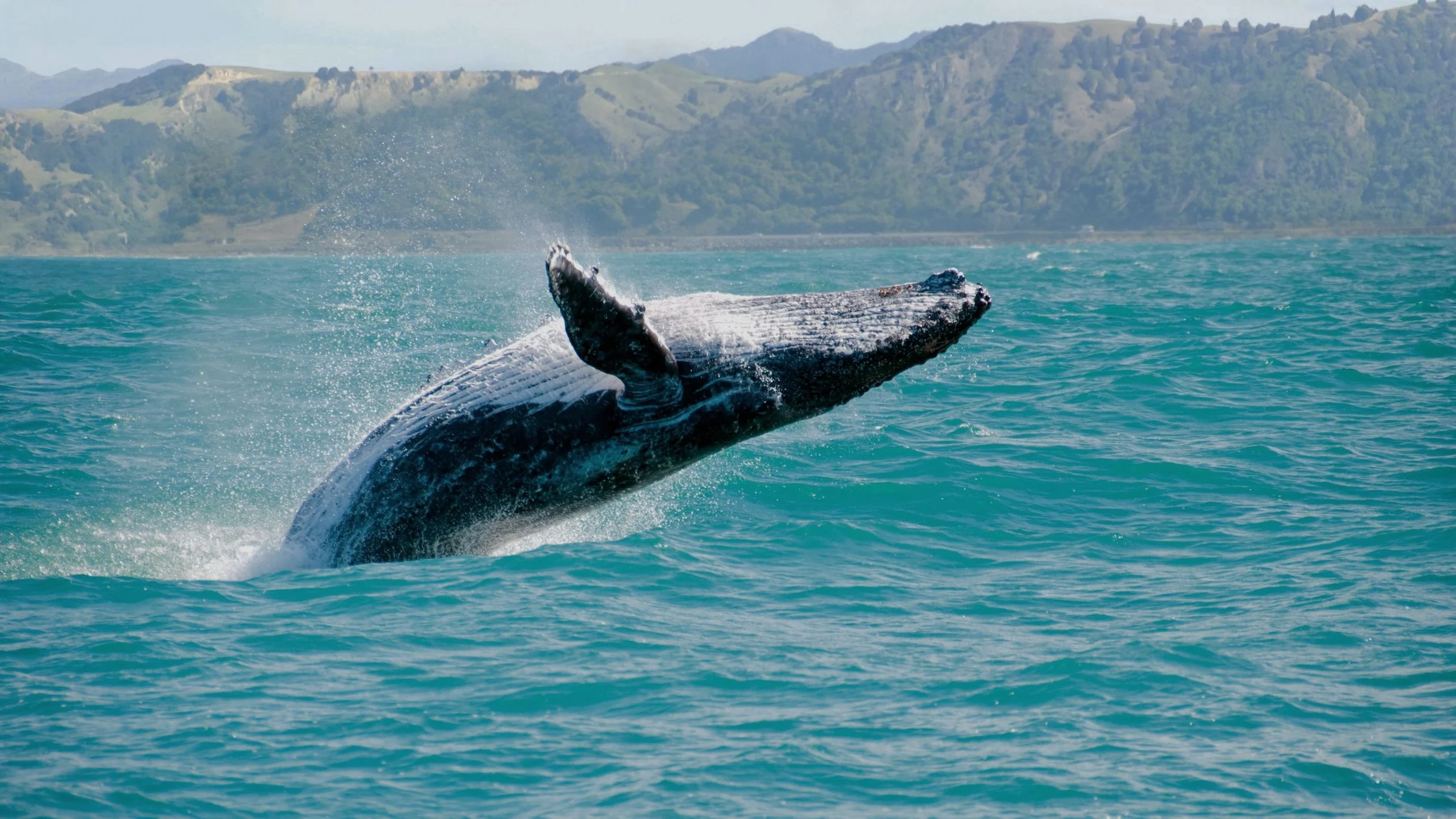 Wander Waianae Shores #38