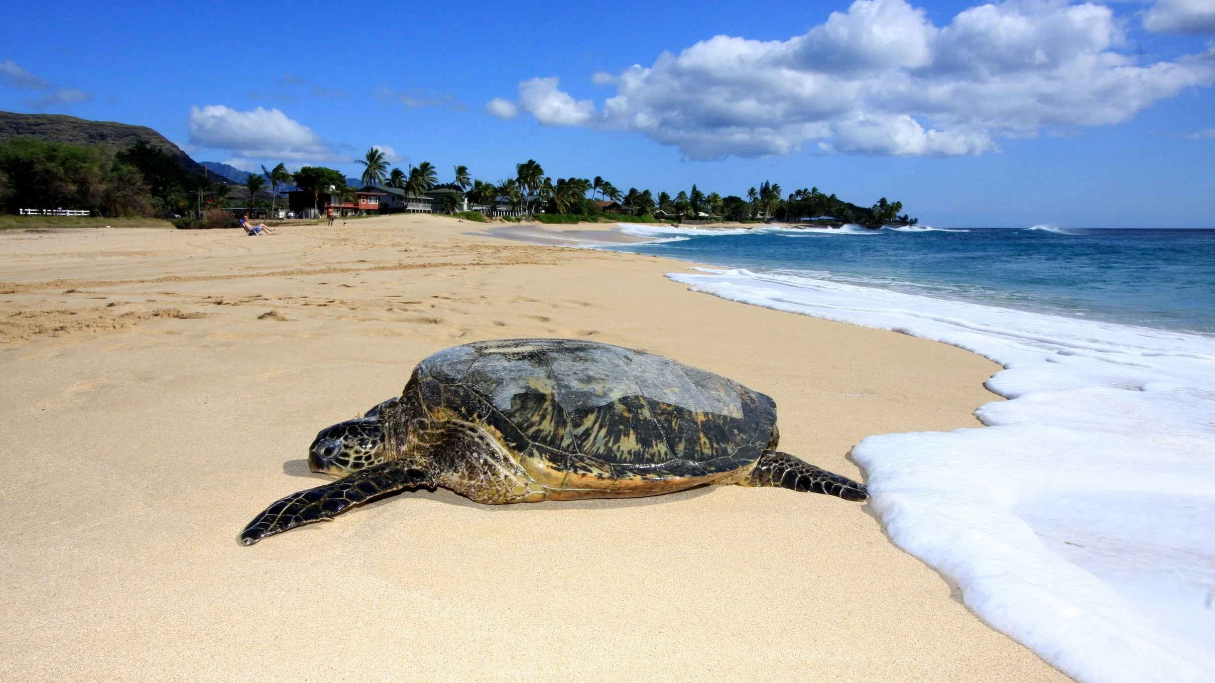 Wander Waianae Shores