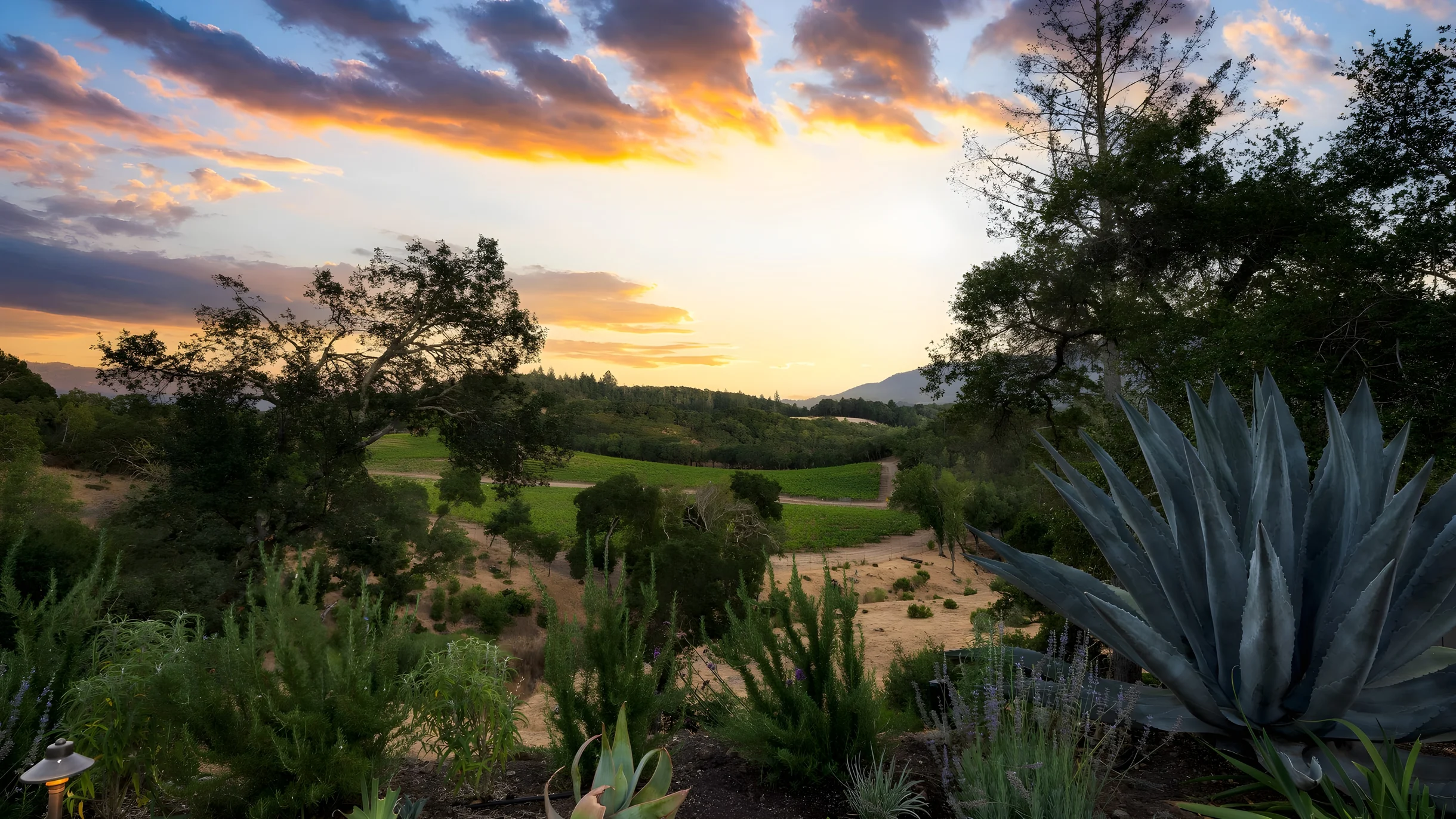 Wander Kenwood Vineyards #38