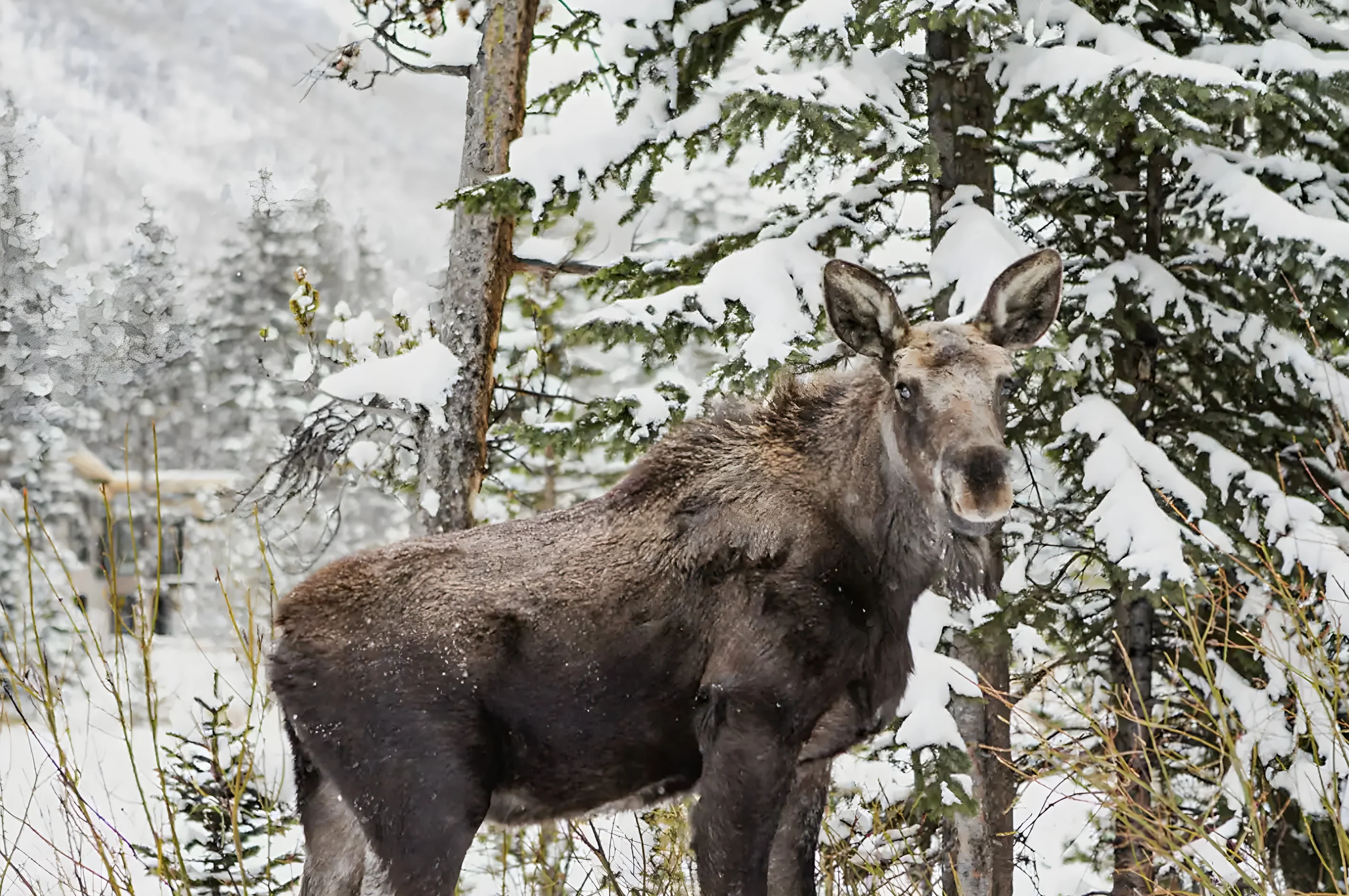 Wander Breckenridge Snowcrest #27