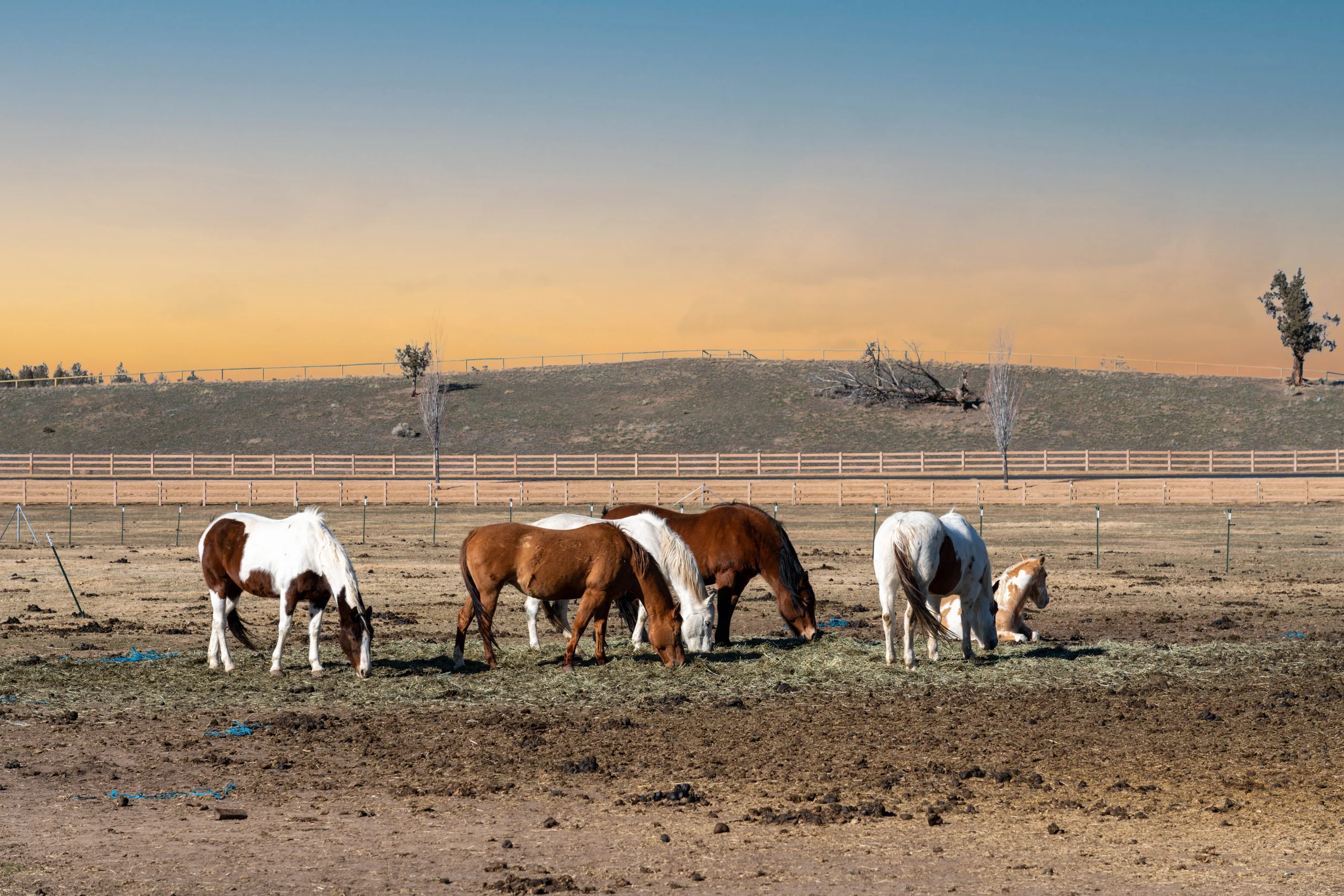 Wander Powell Butte Pines #37