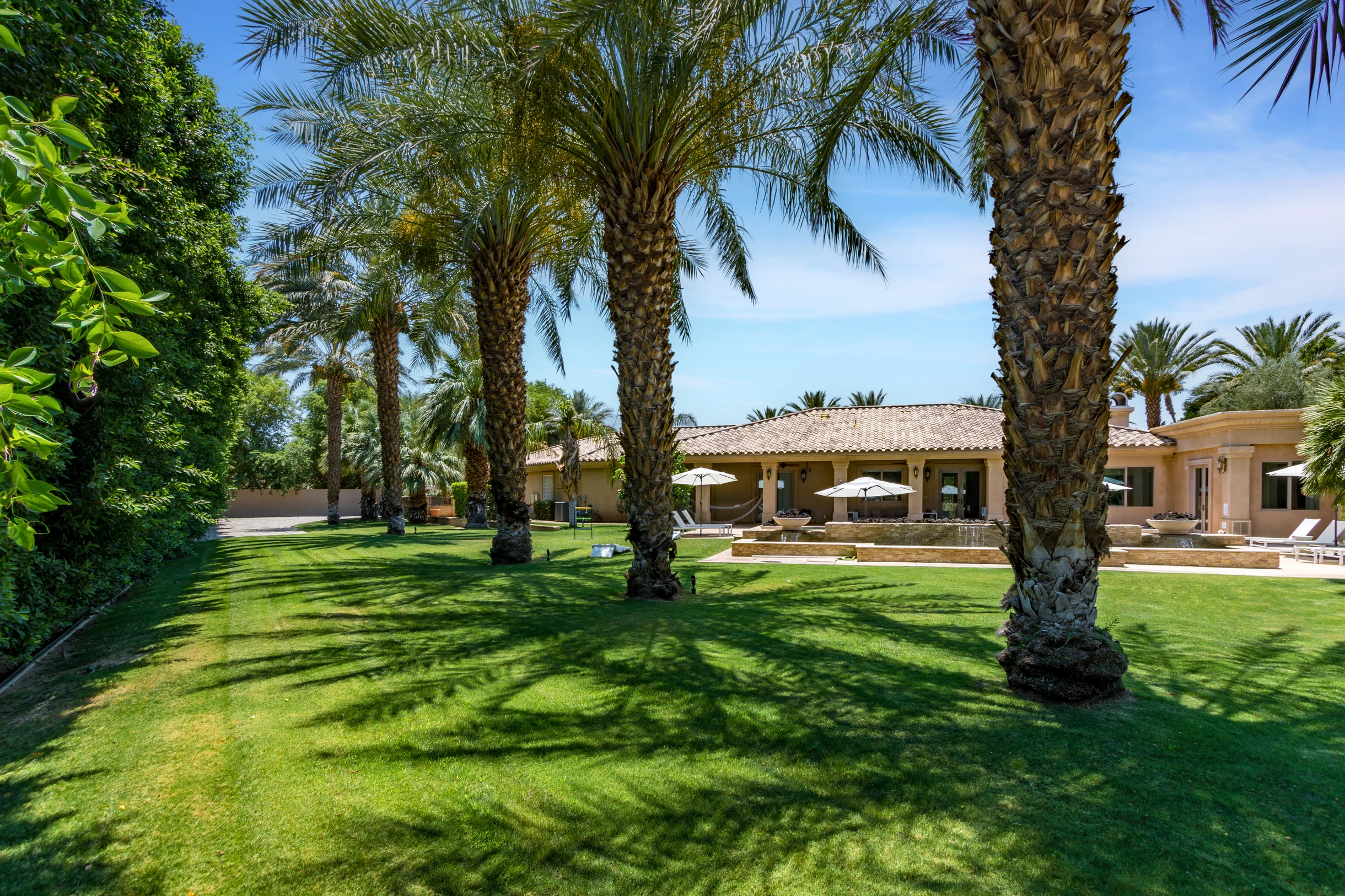 Wander Indio Date Palm #36