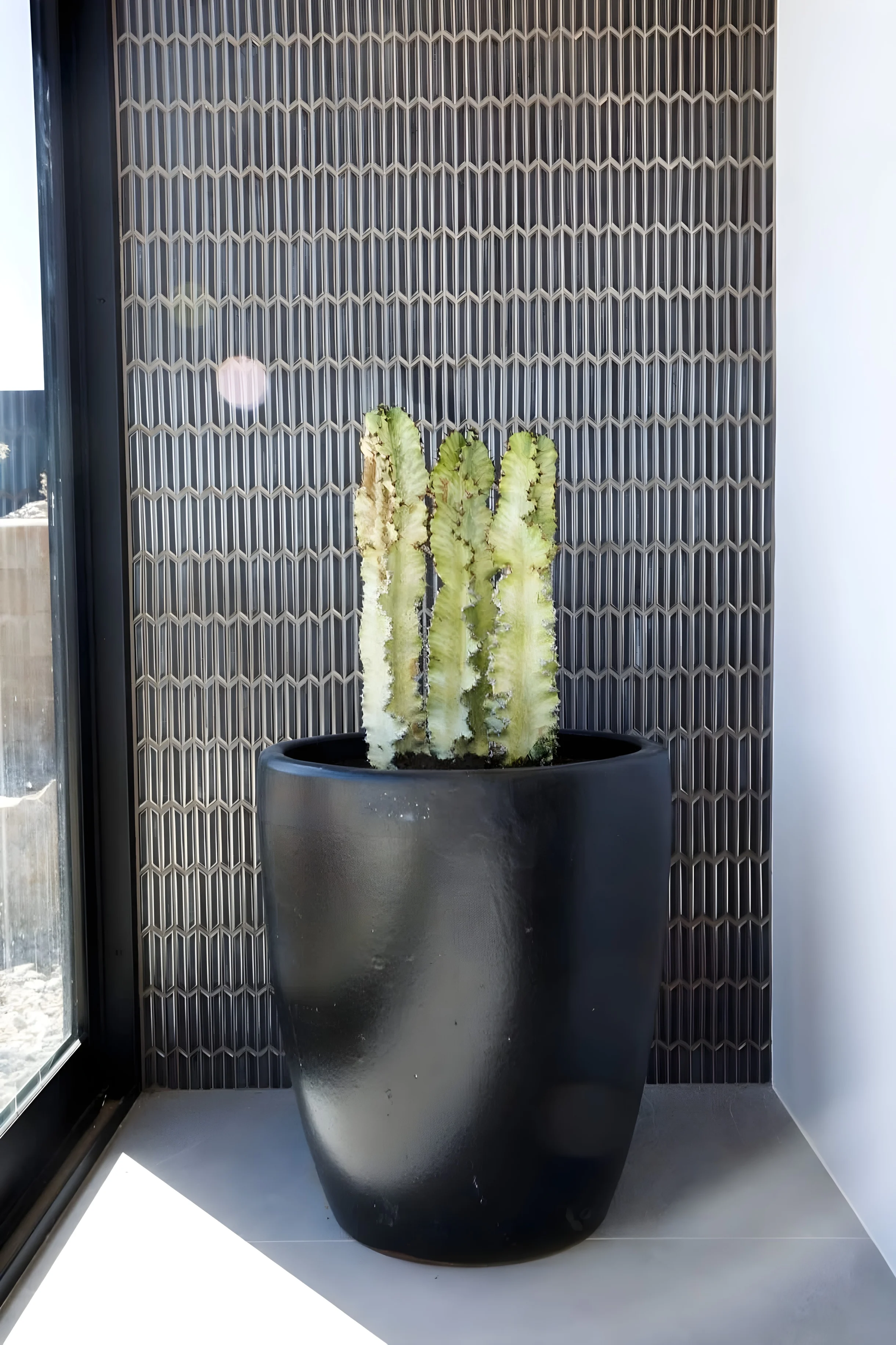 Wander Joshua Tree Ascent #40