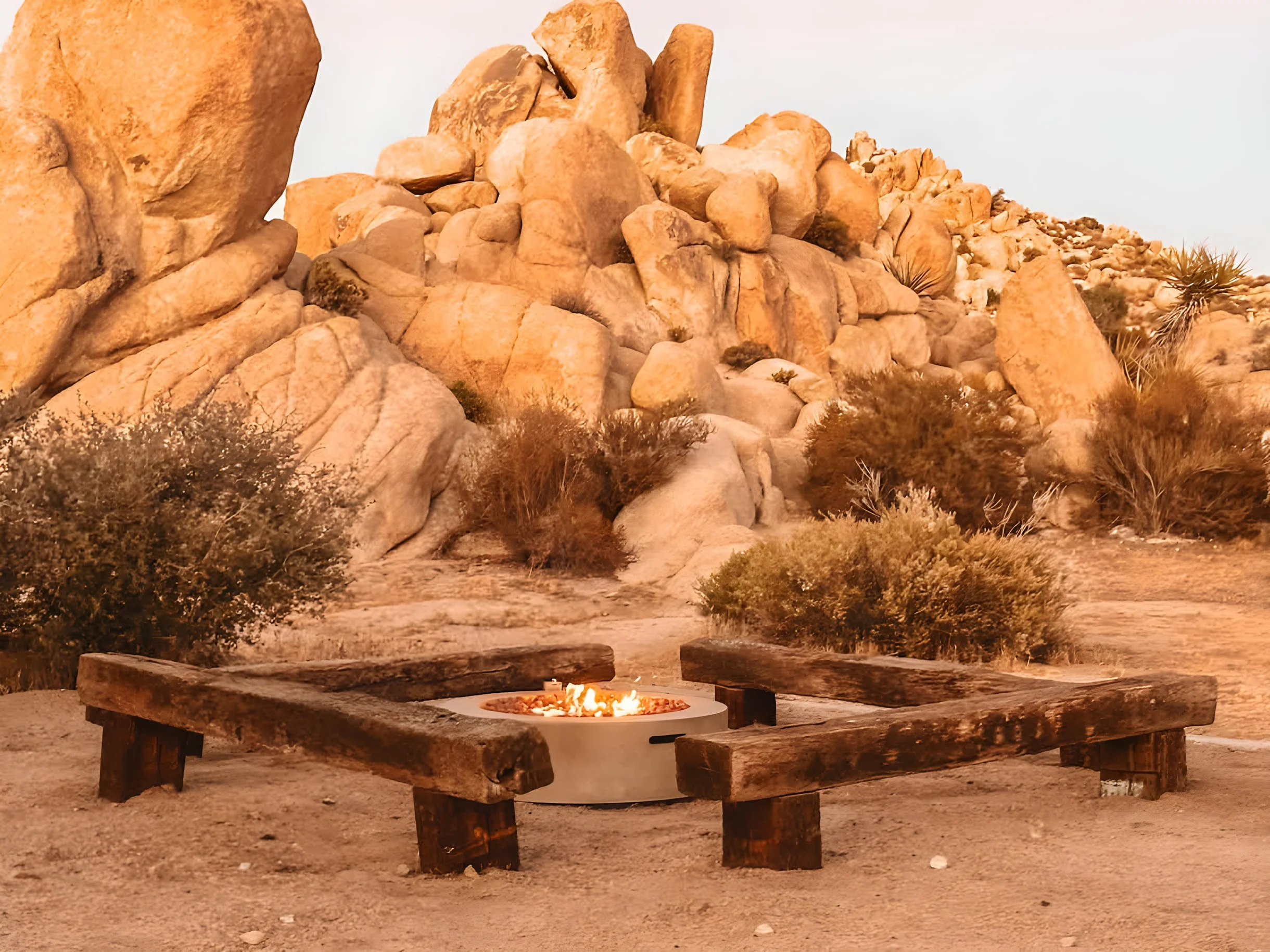 Wander Joshua Tree Creosote #15