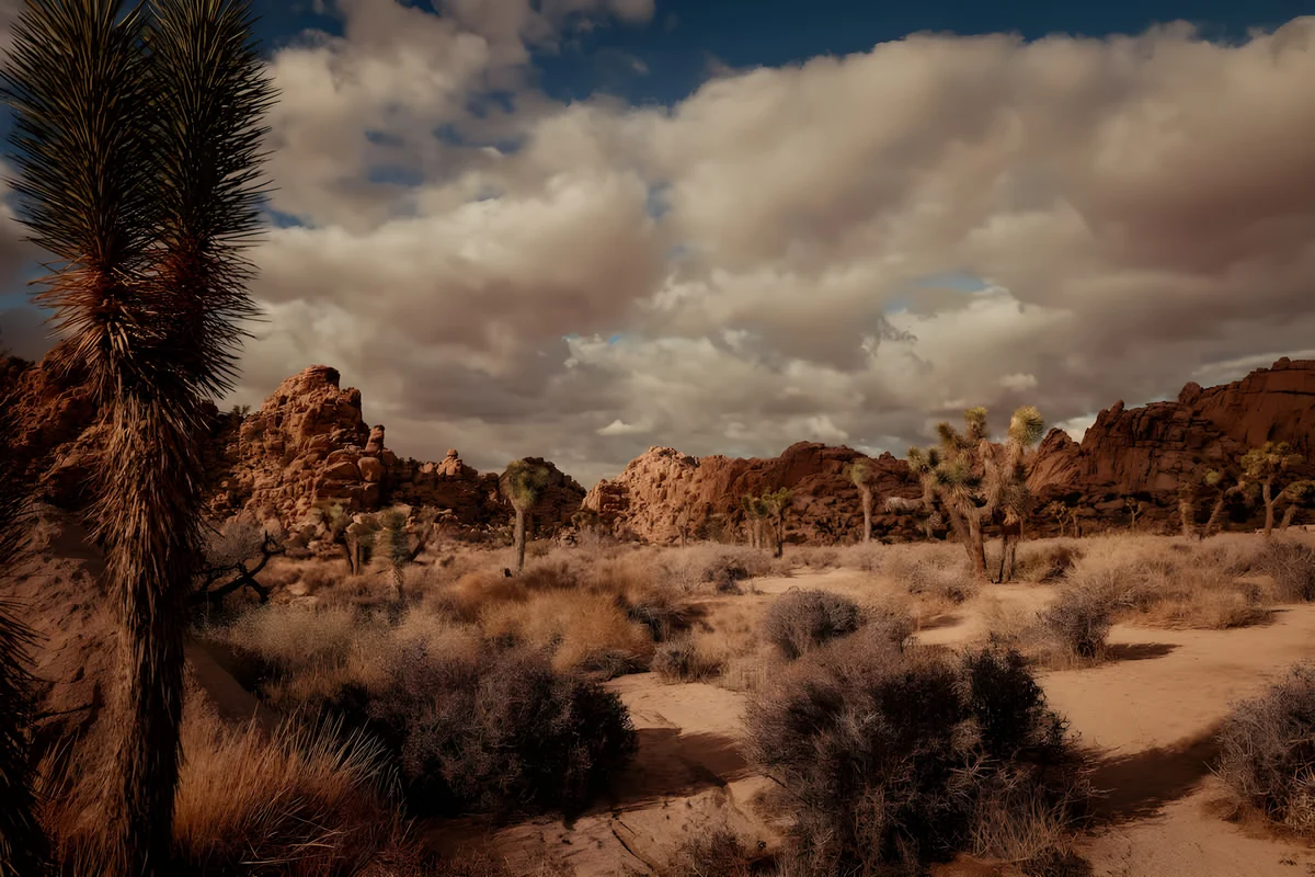 Home in Yucca Valley property photo 2