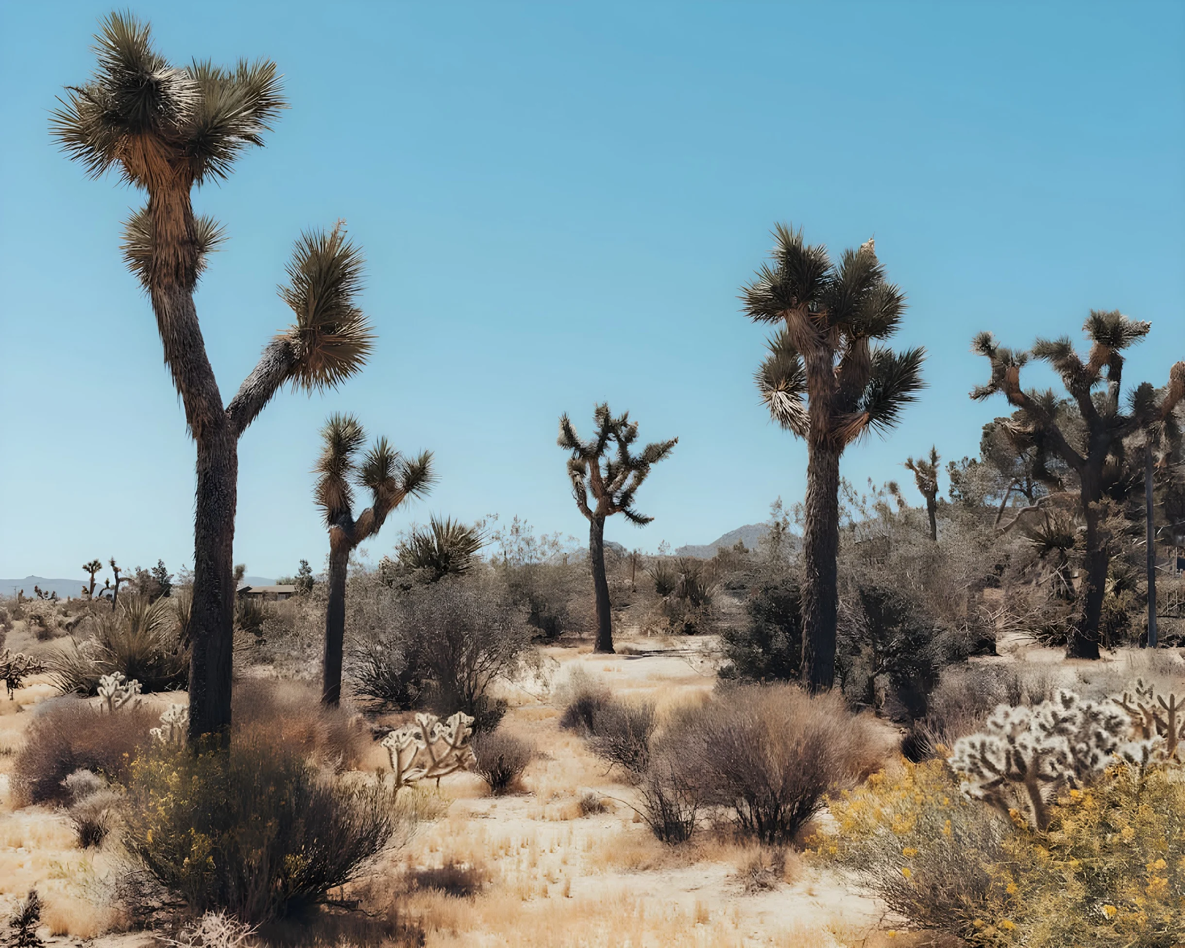 Wander Joshua Tree Arroya #25