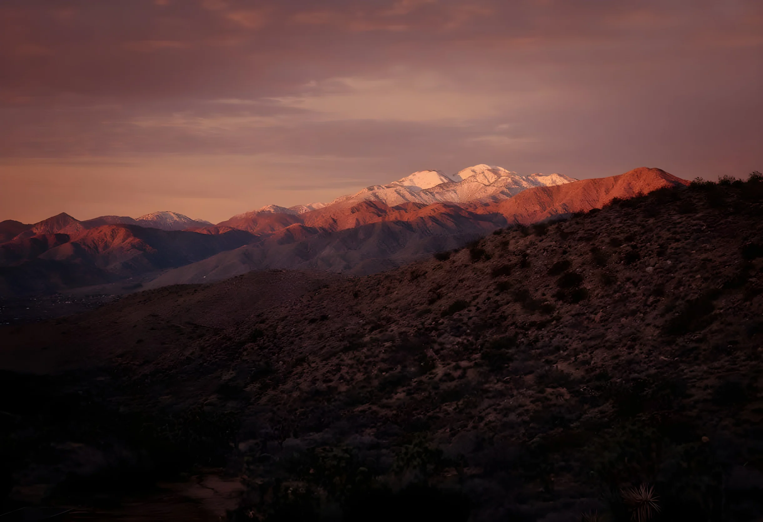 Wander Joshua Tree Cosmos #37