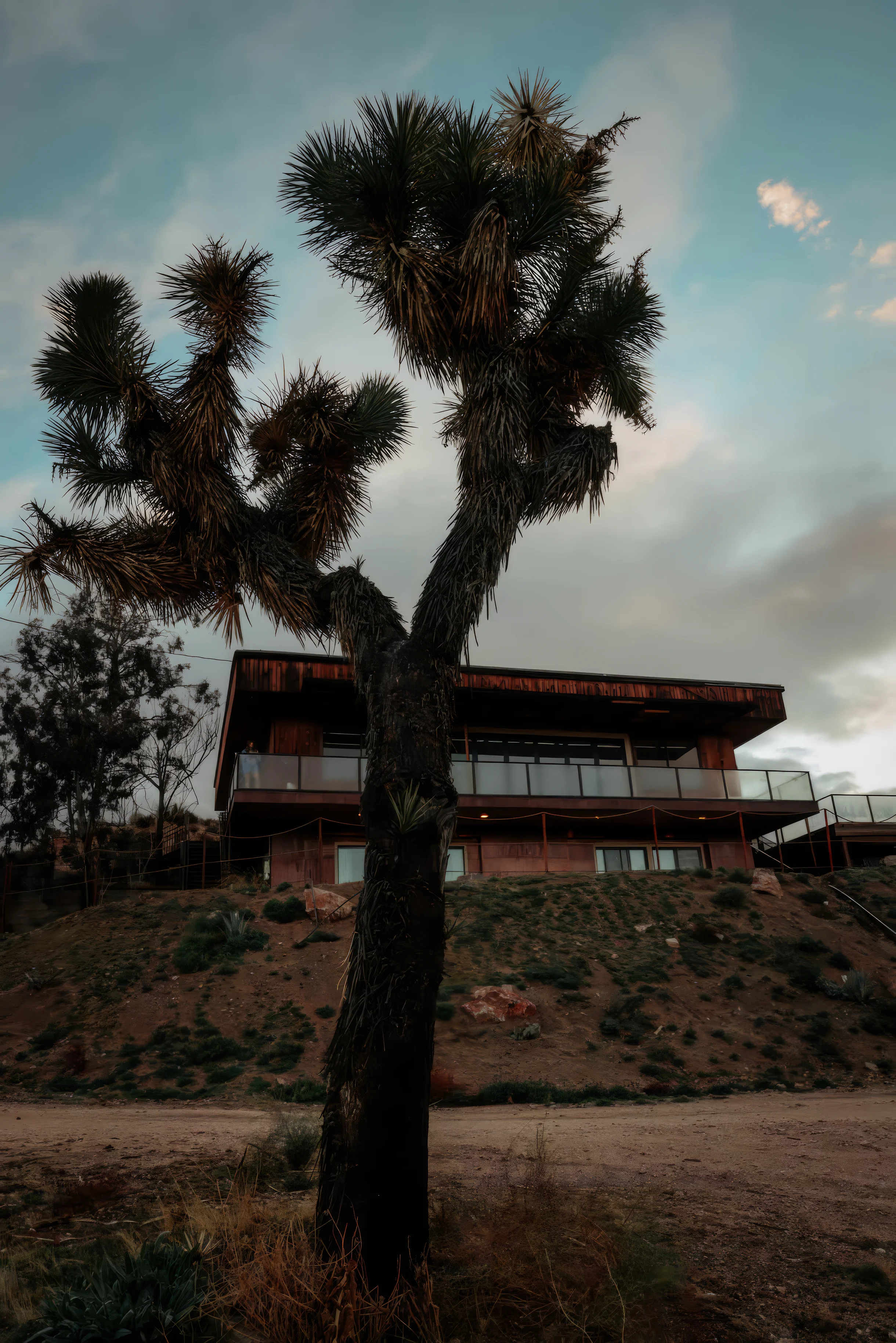 Wander Joshua Tree Cosmos #47