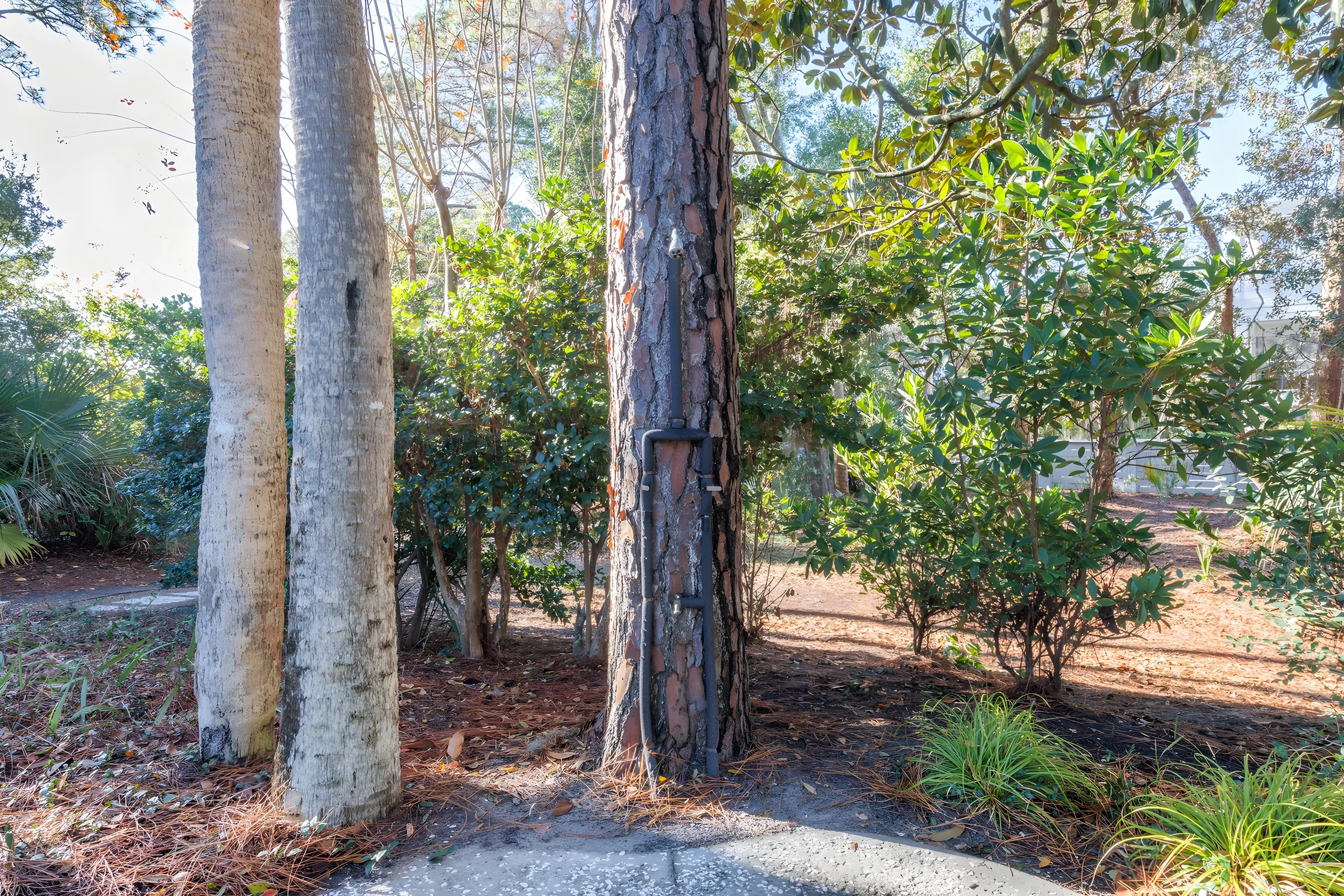 Wander Hilton Head Rookery #61