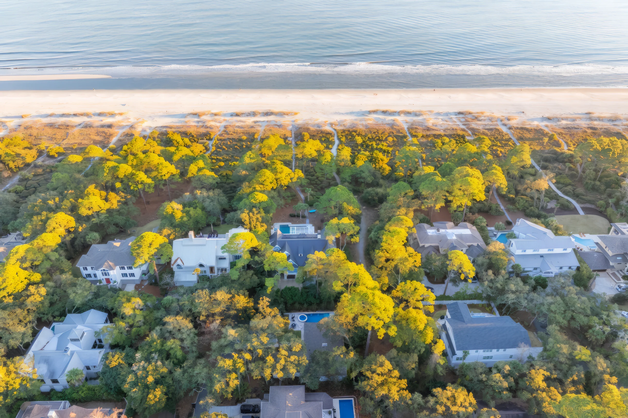 Wander Hilton Head Rookery #5