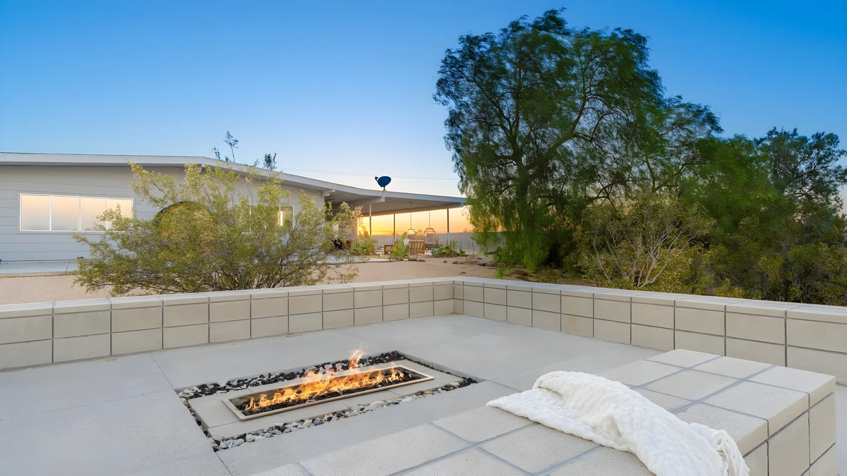 Wander Joshua Tree Cacti