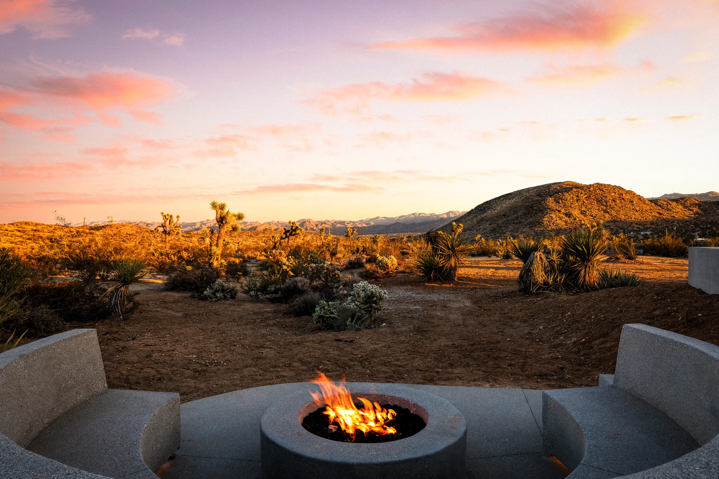 Wander Yucca Valley Blooms #2