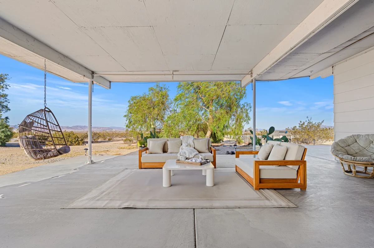 Wander Joshua Tree Cacti