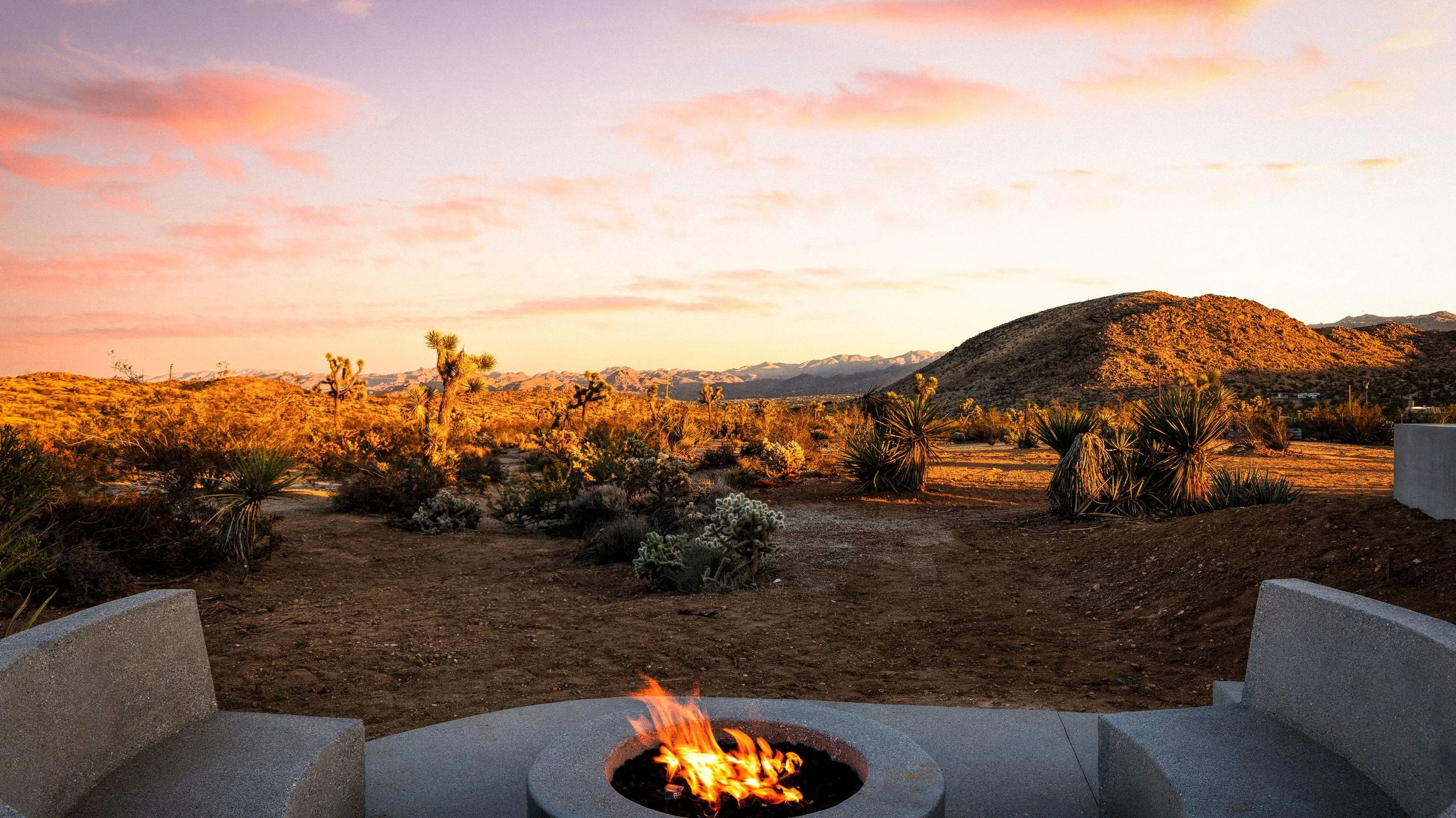 Wander Yucca Valley Blooms #88