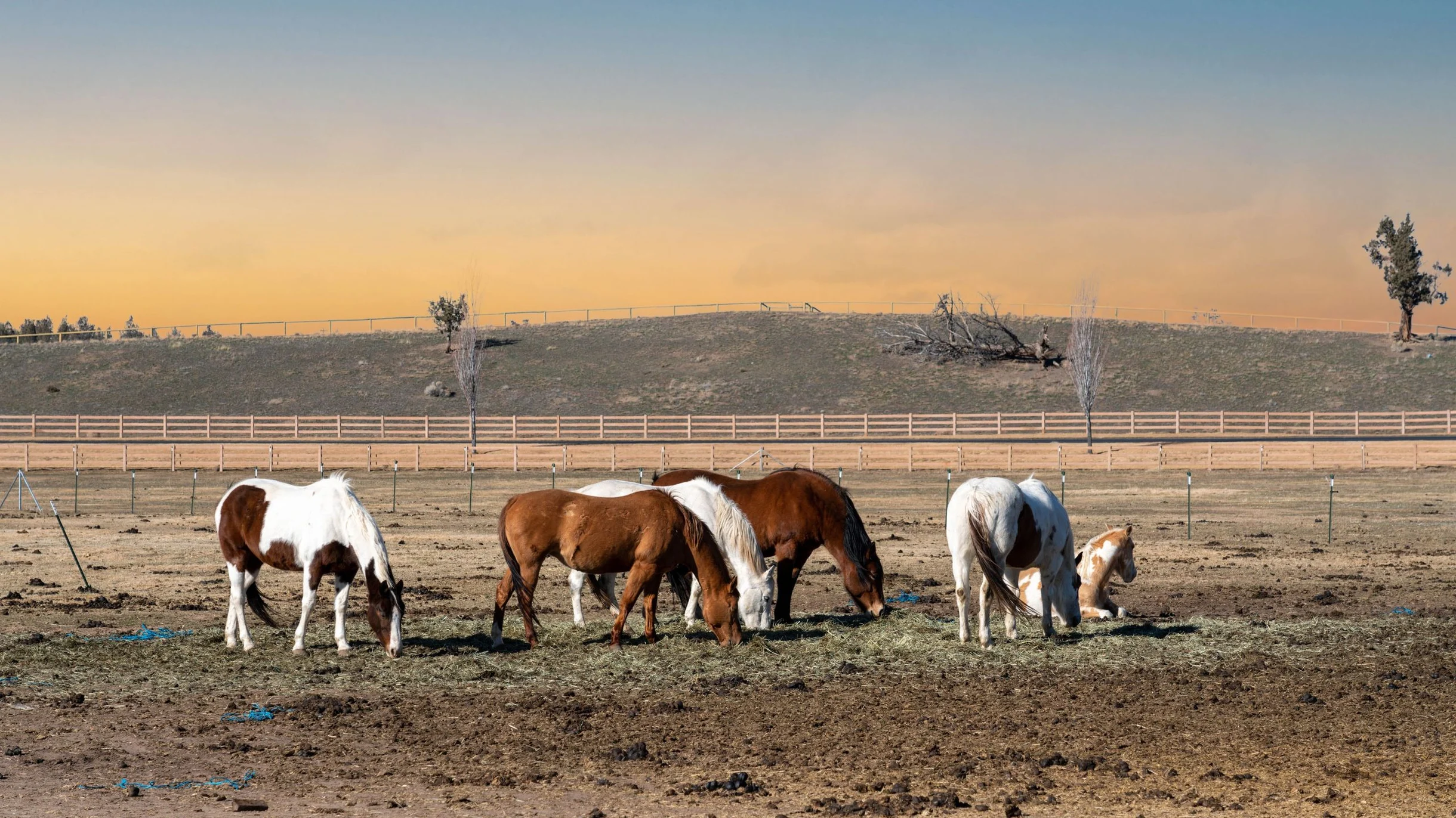 Wander Powell Butte Pines #69