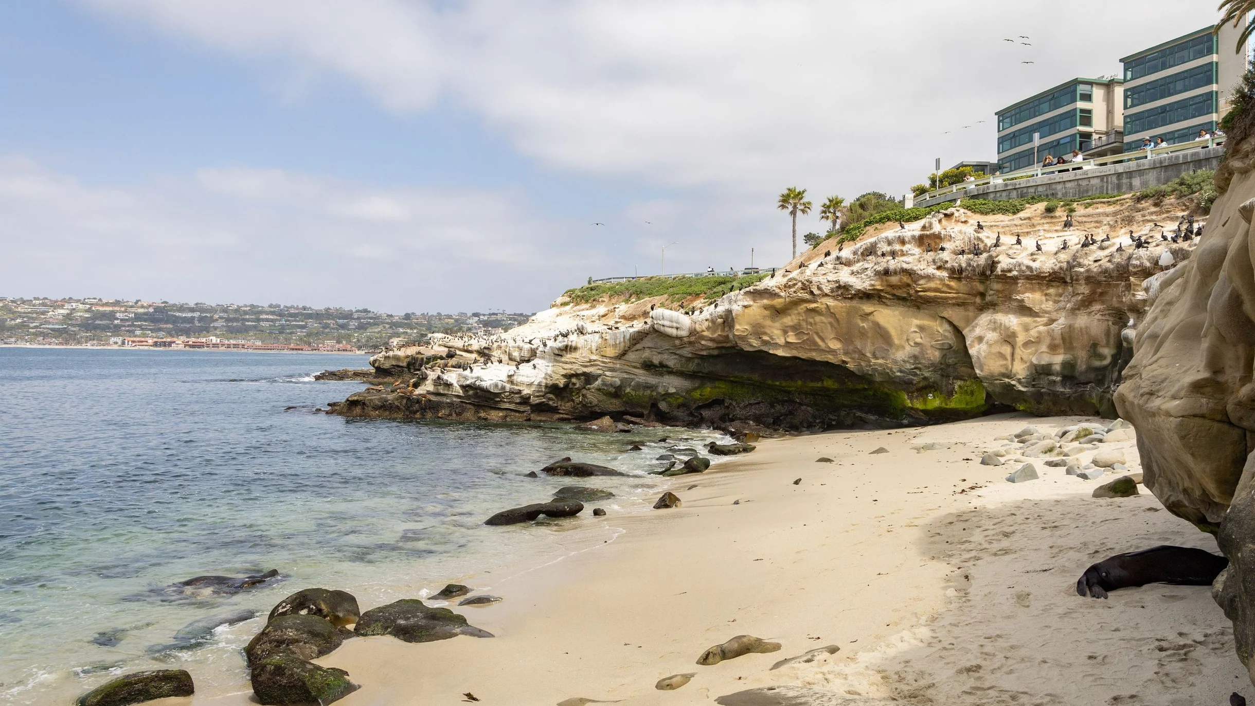 Wander La Jolla Panorama #57
