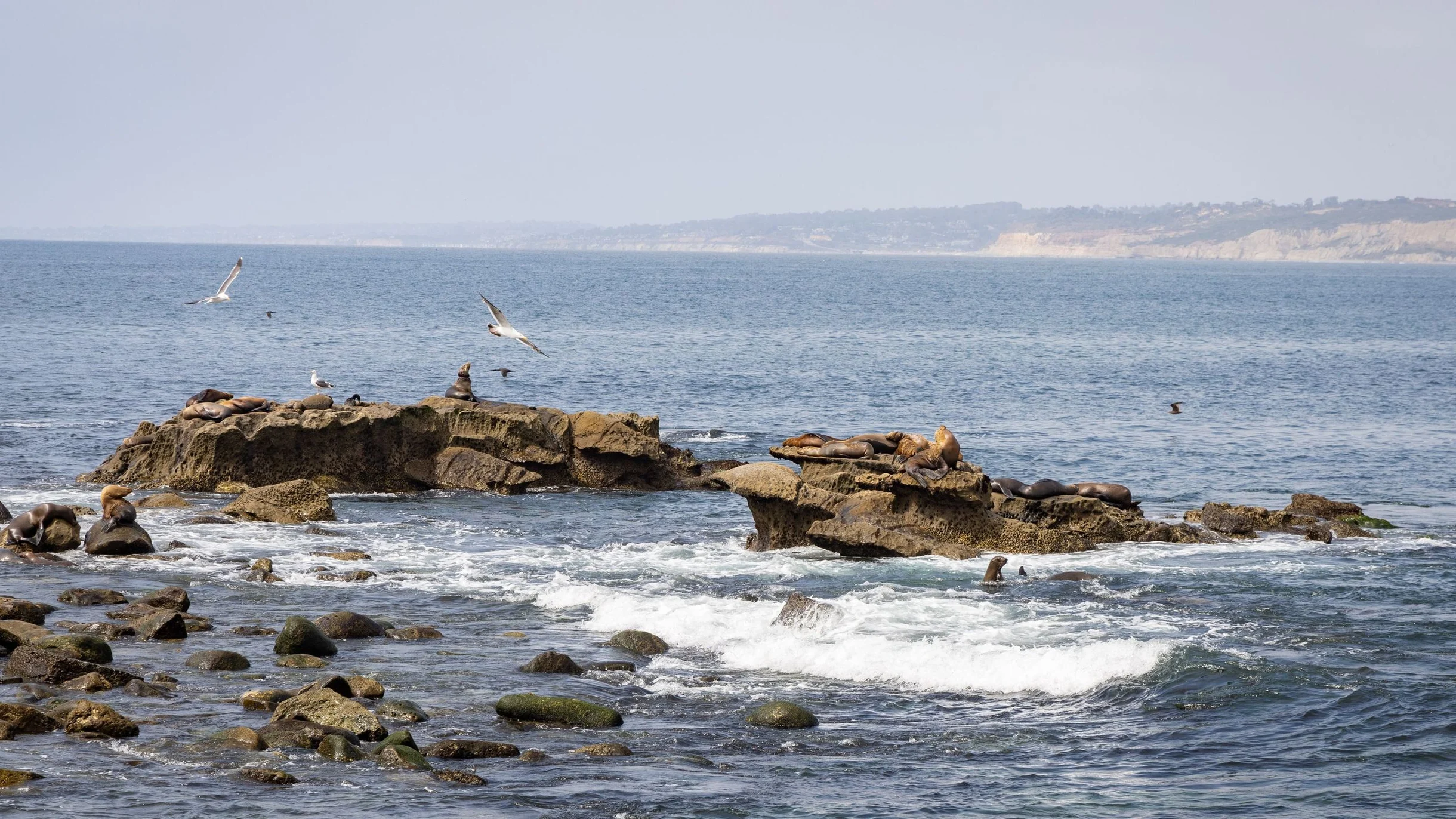 Wander La Jolla Panorama #79
