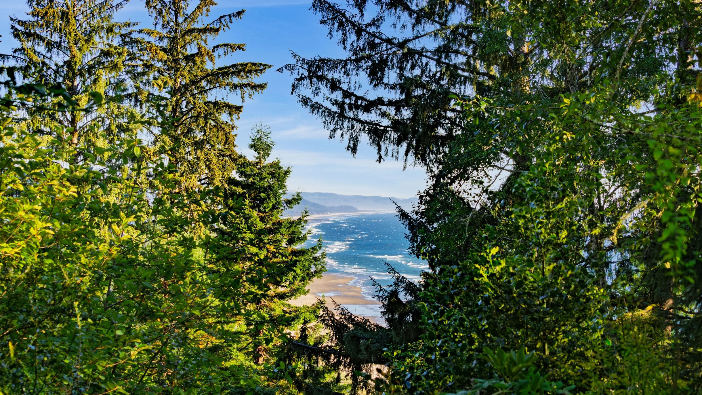 Wander Manzanita Forest #56