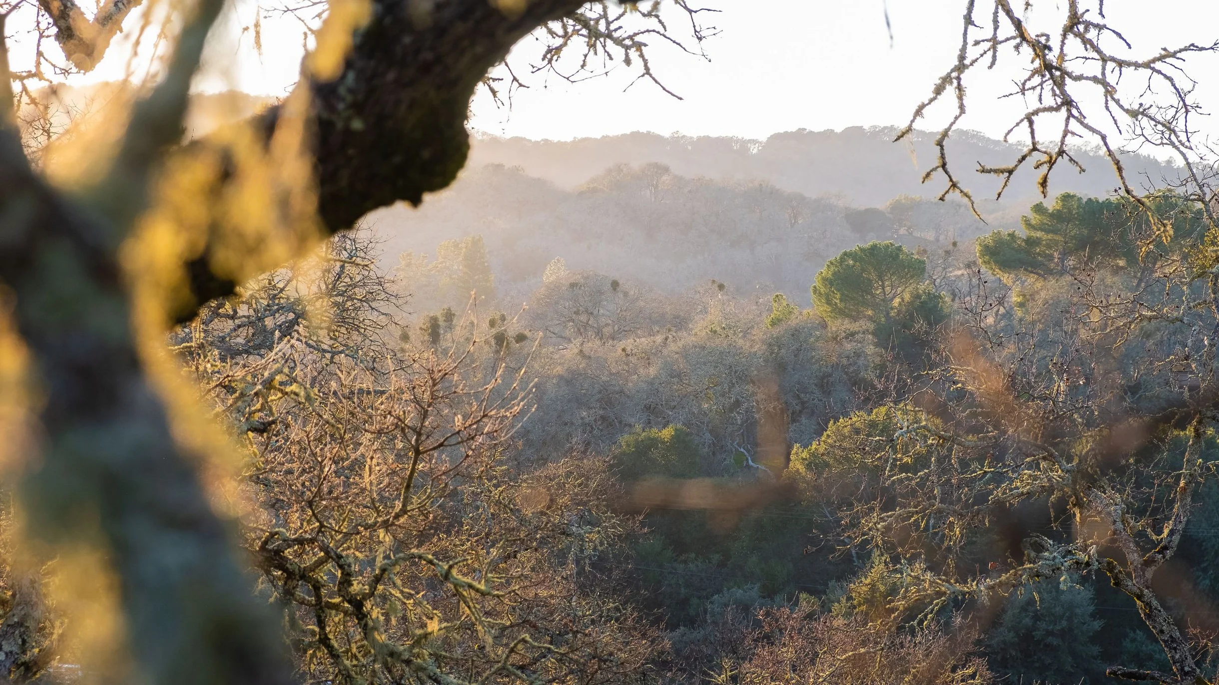 Wander Santa Rosa Oaks #63
